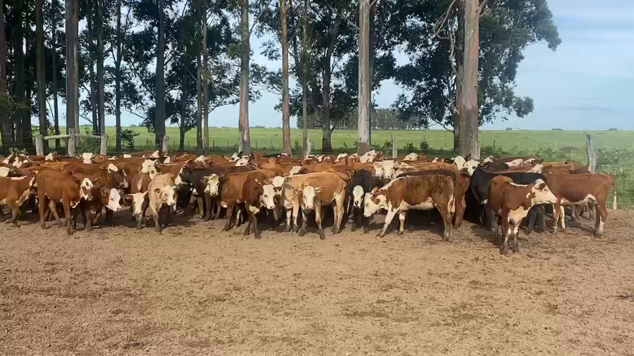 Lote 120 Terneras en Esquina, Corrientes