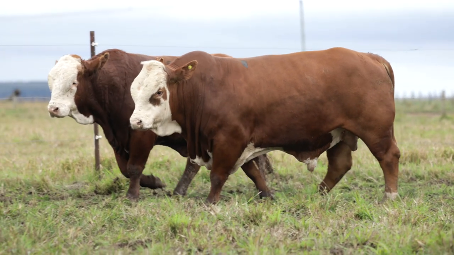 Lote Toros