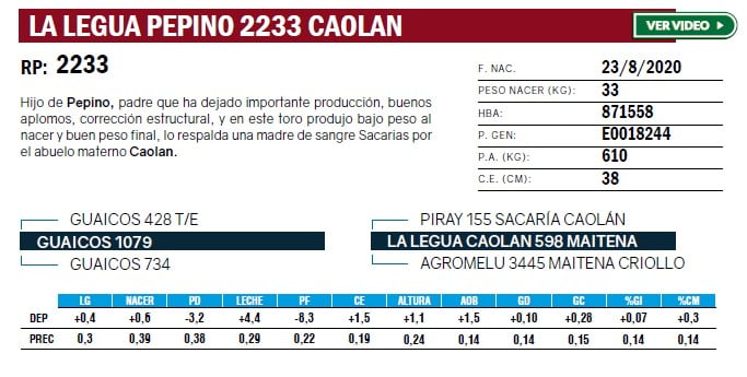 Lote TOROS ANGUS PURO DE PEDIGREE