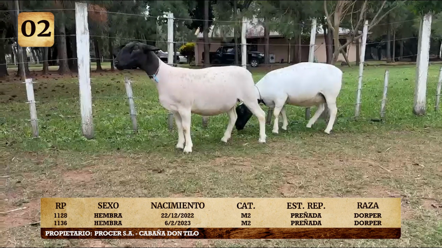Lote LOTE 2
