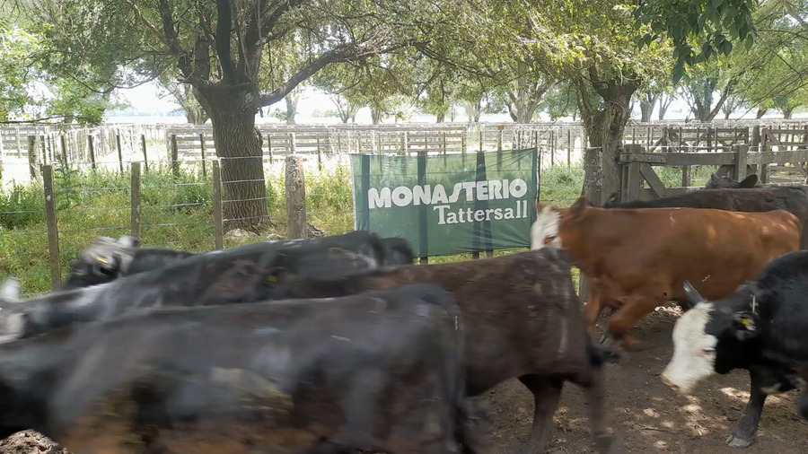 Lote 22 Terneros/as en Benito Juárez