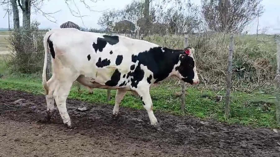 Lote Toros a remate en Pantalla Camy 500kg - , San José