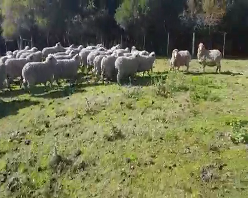 Lote 120 Ovejas en Soriano