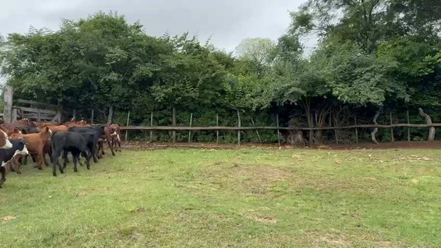 Lote 140 Terneras en Corrientes, La Cruz