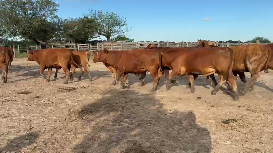 Lote 100 Vaquillonas