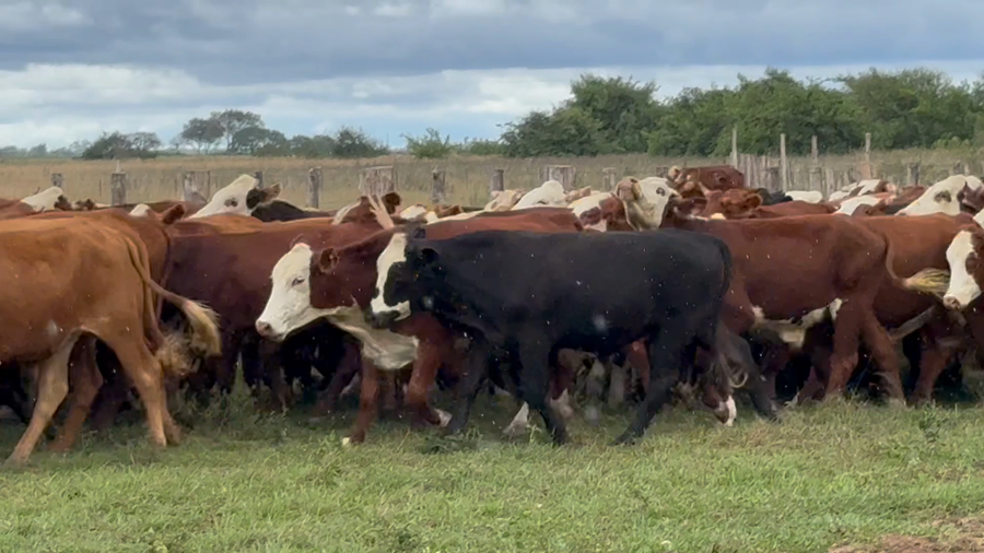 Lote 120 Novillos en Corrientes, Mburucuyá