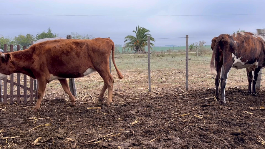 Lote VACA DE INVERNADA