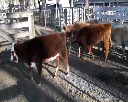 Lote 8 Terneras en Gral. Lamadrid, Buenos Aires