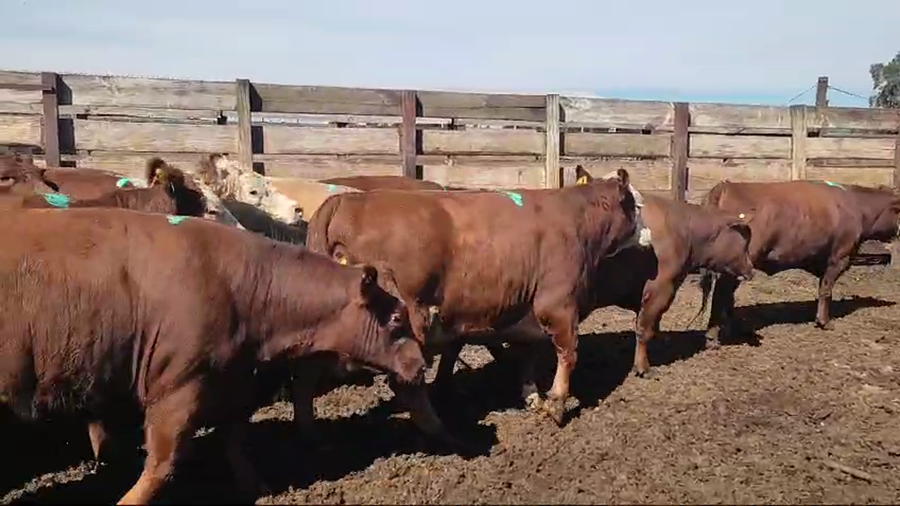Lote 20 Vaquilla Gorda en Los Ángeles, VIII Región Biobío