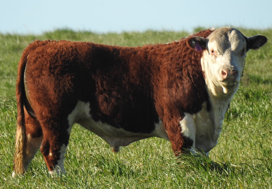 Lote TOROS