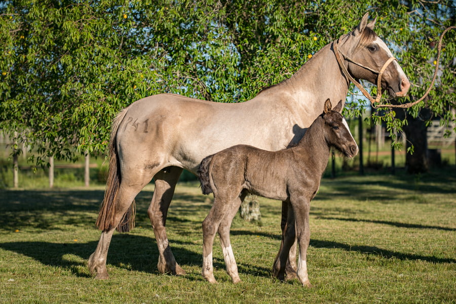 Lote Celada del Queguay