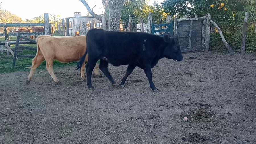 Lote 13 Terneros/as en Corrientes, Curuzu Cuatia