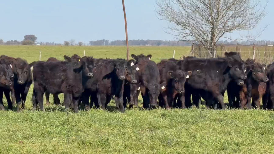 Lote 60 Terneros