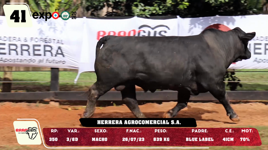 Lote LOTE 41