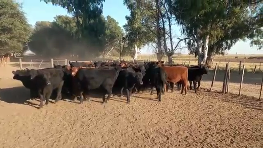 Lote 66 Terneras en La Pampa, La Pampa