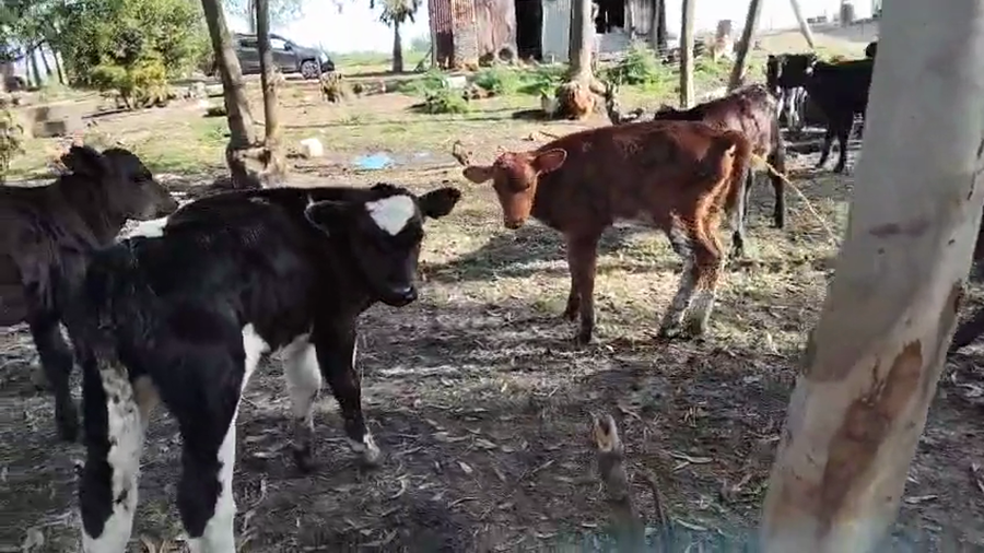 Lote 11 Terneros y Terneras a remate en Pantalla Camy 60kg - , San José