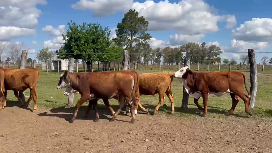 Lote 80 Terneros/as