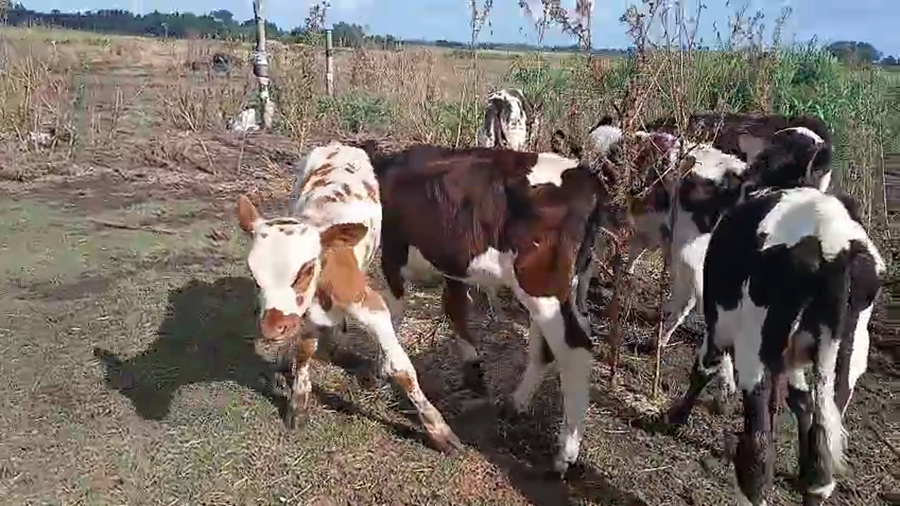 Lote 7 Terneros a remate en Pantalla Camy 80kg - , San José