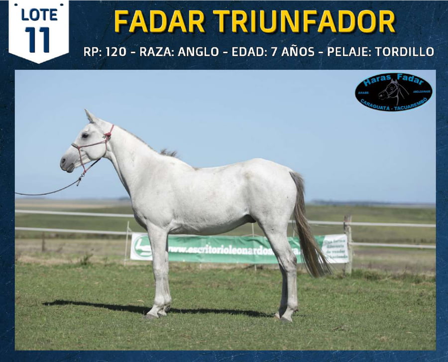 Lote FADAR TRIUNFADOR