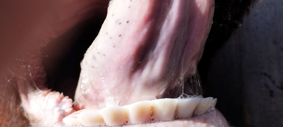 Lote 45 Vacas Nuevas PÑ en Huanguelen