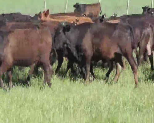 Lote 100 Terneras en Villaguay, Entre Ríos