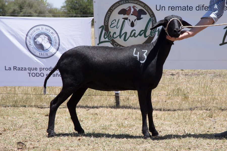 Lote OVINO STA. INES HEMBRA PPC