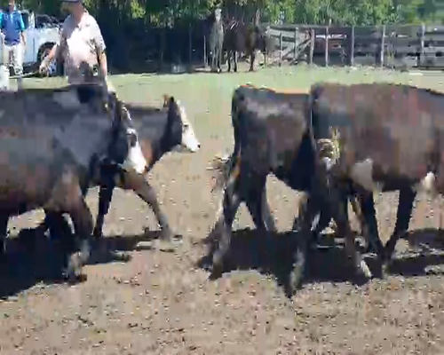 Lote 110 Terneras en Dolores, Buenos Aires