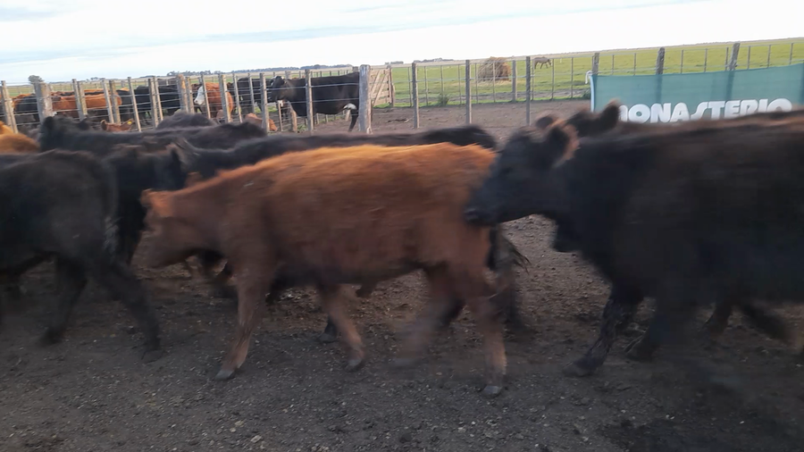 Lote 25 Novillitos y vaquillonas en Buenos Aires, Laprida