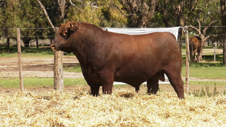 Lote TOROS PUROS CONTROLADOS