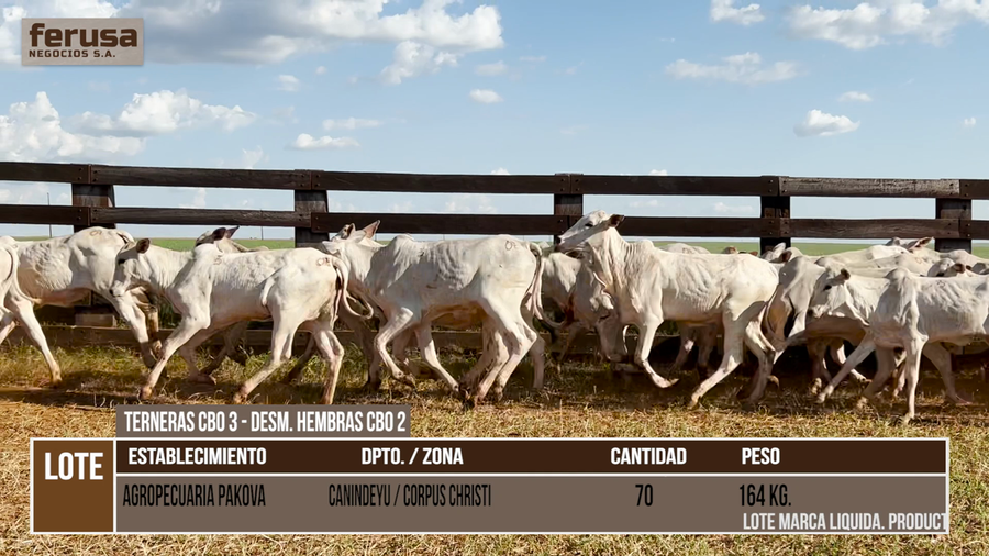 Lote LOTE 1