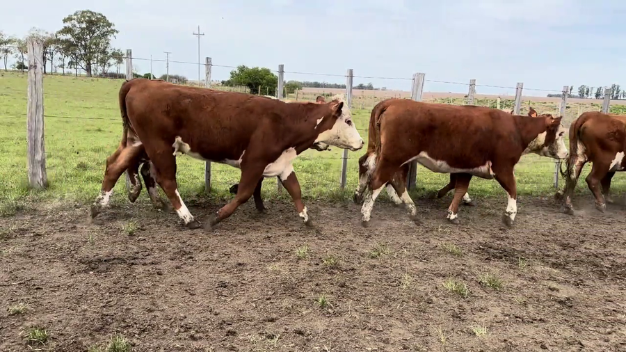 Lote VAQUILLONAS MAS DE 2 AÑOS