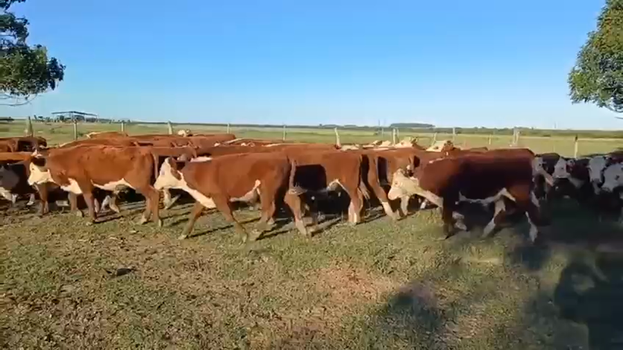 Lote 65 Terneros/as en Entre Ríos, San Salvador