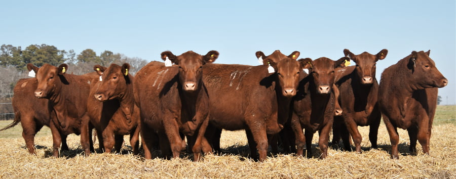 Lote Vaquillonas Angus PC Otoño