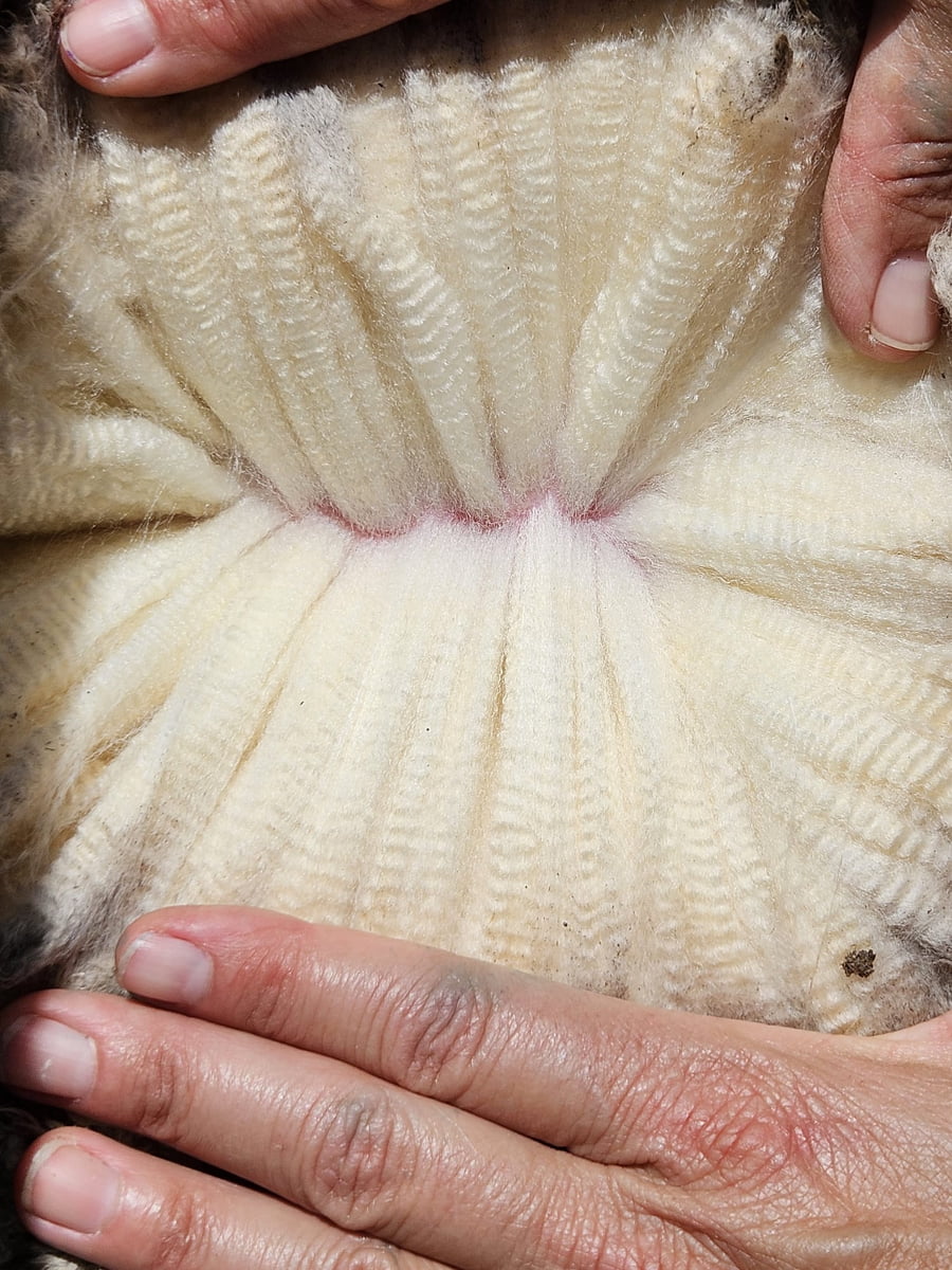 Lote Carneros a remate en Subasta Online - Nambi Guasu, Lavalleja