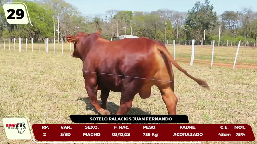 Lote LOTE 29 - CAMPO
