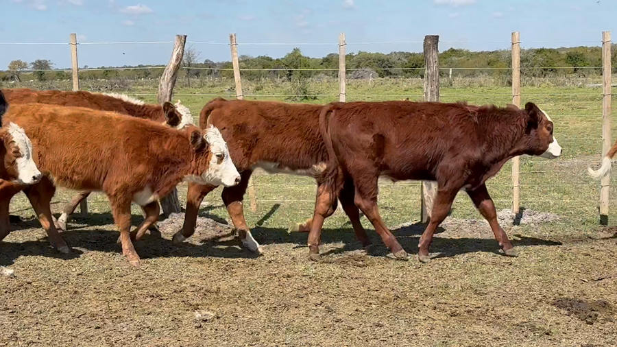 Lote 107 Terneros/as