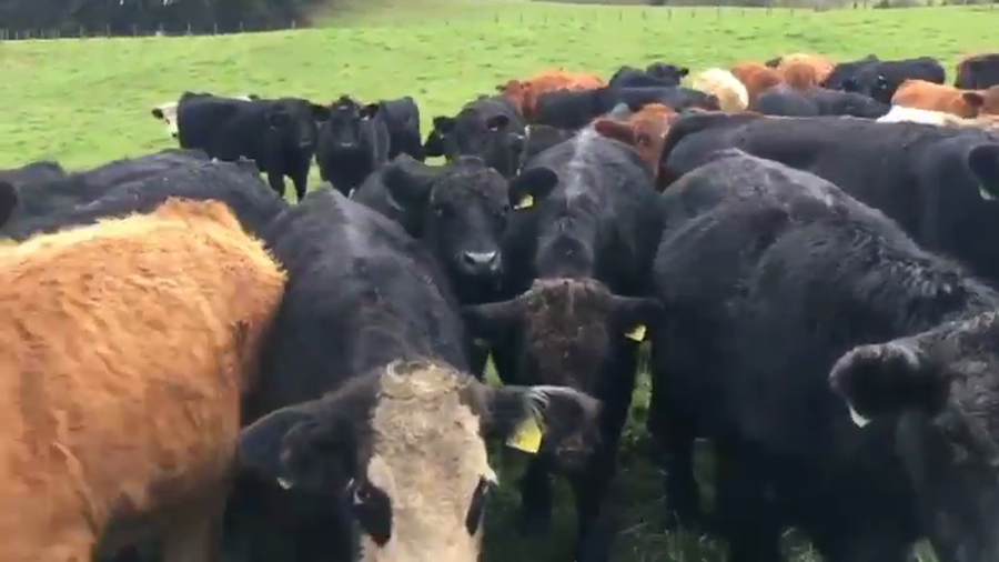 Lote 55 Novillo Engorda en Río Bueno, XIV Región Los Ríos