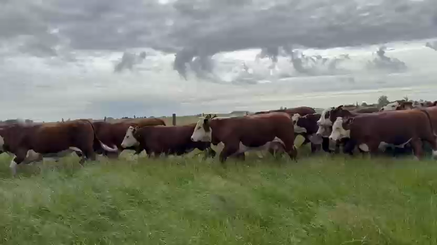 Lote 34 Novillos exportación