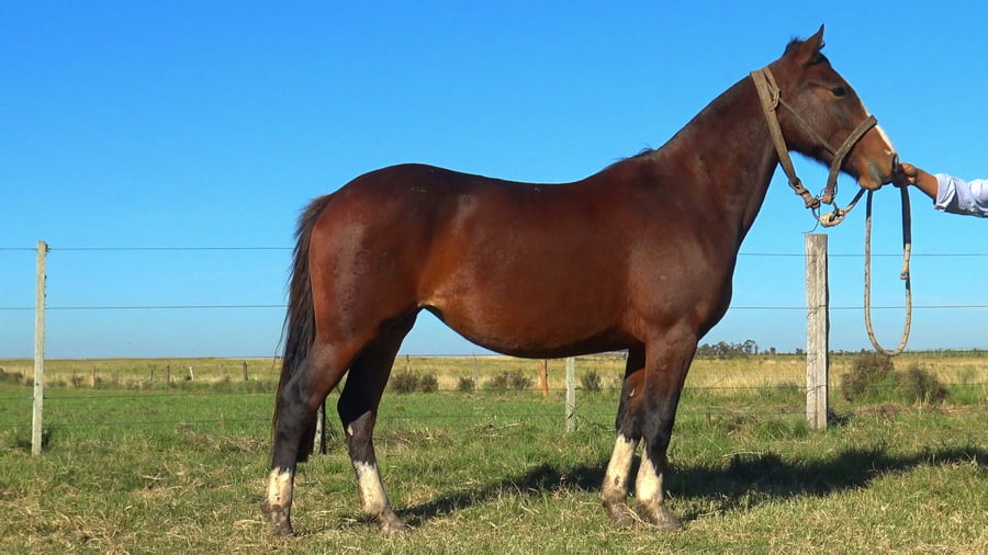 Lote MACARENA CENTELLA