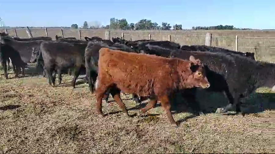 Lote 24 Terneras en Brandsen, Buenos Aires