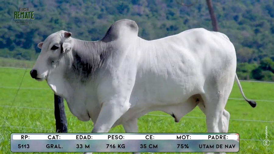 Lote Toros a remate en Tercer Remate Agroganadera Natalia, Concepción