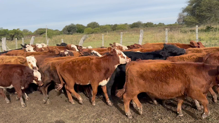 Lote 80 Terneros/as en Corrientes, Goya