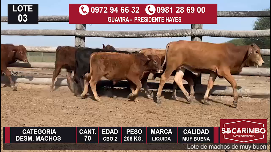 Lote Desmamantes machos CBO 2