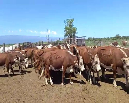 Lote BOCCARDO ROBERTO CARLOS