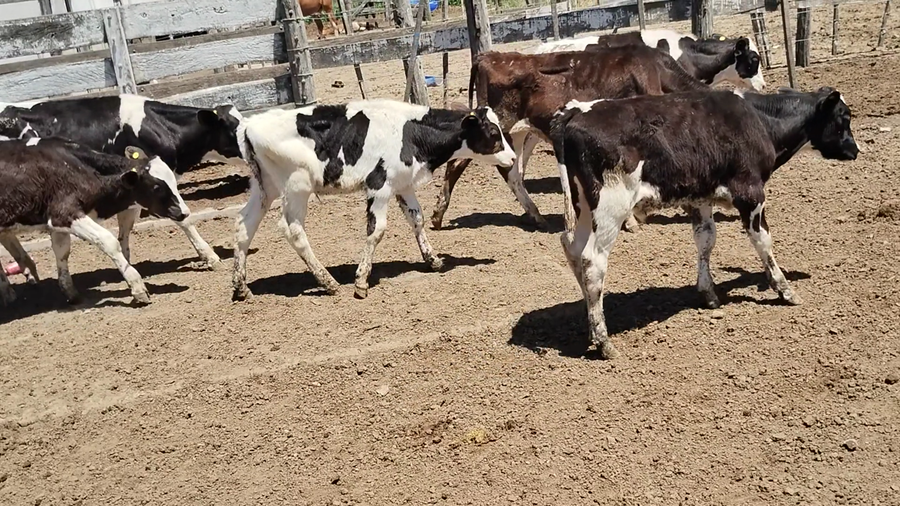 Lote 40 Terneros Holando Argentino en Brinkmann, Córdoba