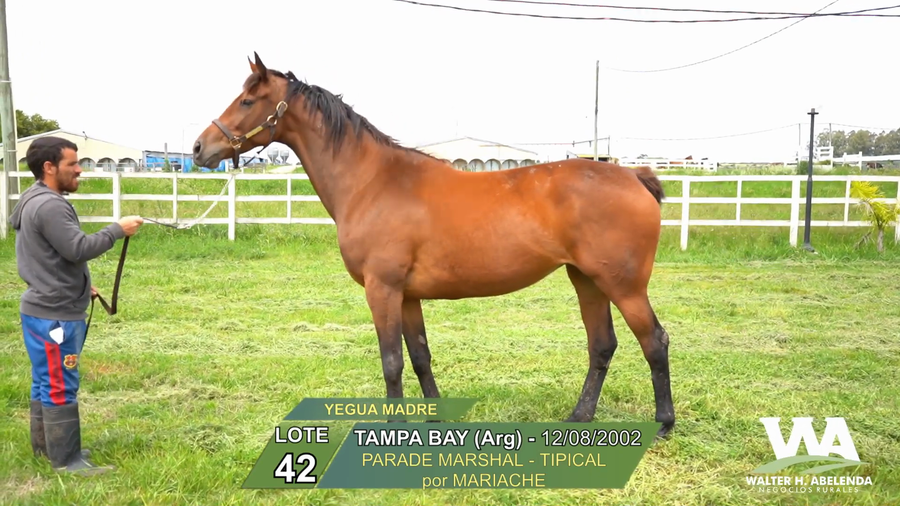 Lote TAMPA BAY (Arg)