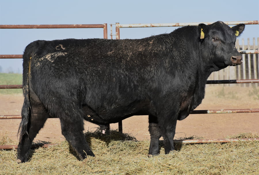 Lote TOROS (Corral 18)