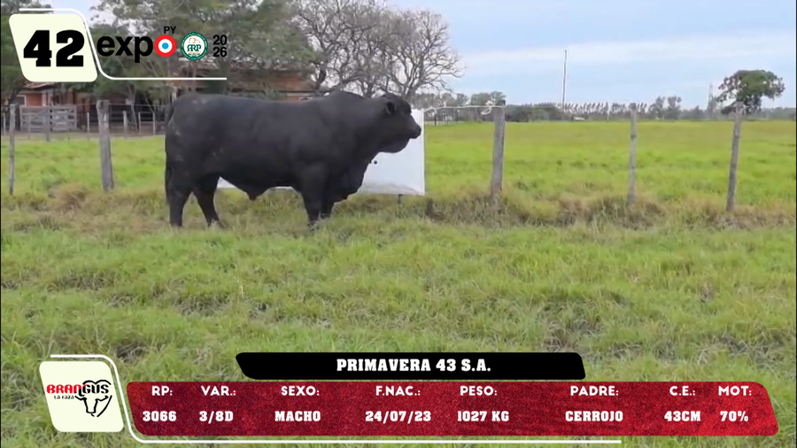 Lote LOTE 42