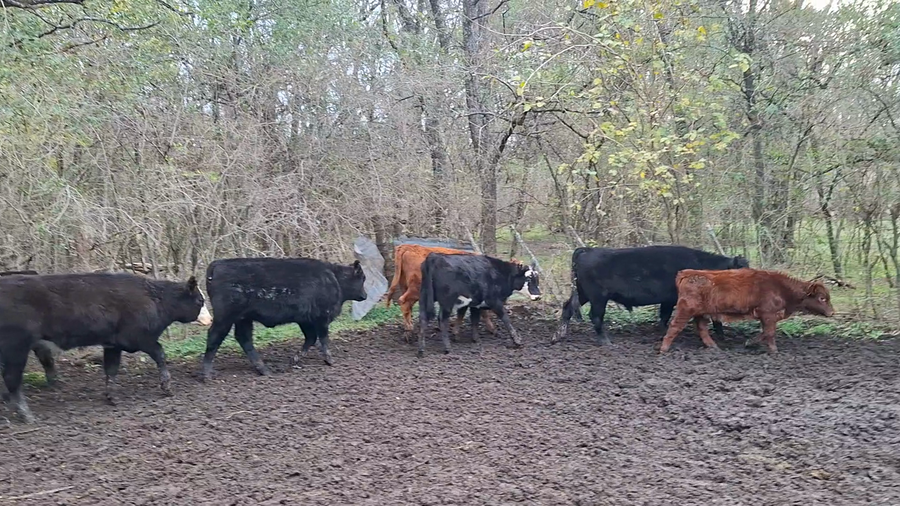 Lote 80 Terneros/as en Buenos Aires, Mercedes