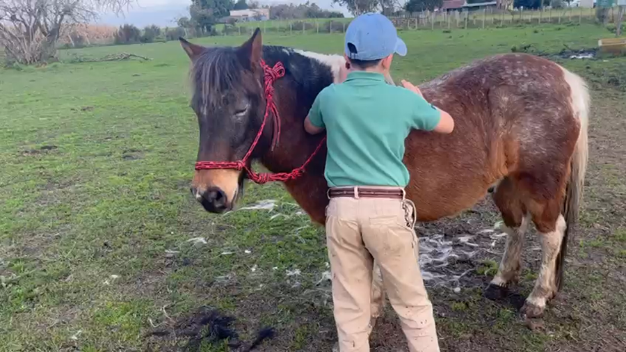 Lote Pony Tobiano a remate en Pantalla Camy  en Santa Lucia